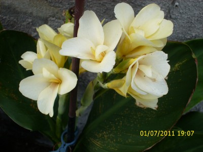 Garten 2011 168.jpg