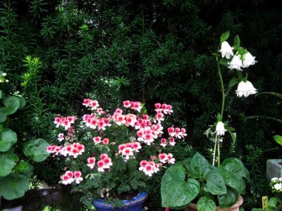 Größenänderung Wiederbelichtung von IMG_3052.JPG