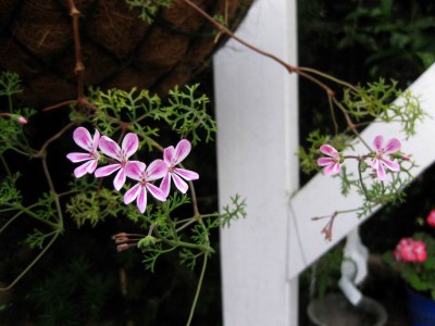 Größenänderung Wiederbelichtung von IMG_3051.JPG