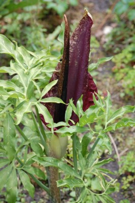 blüte03.jpg