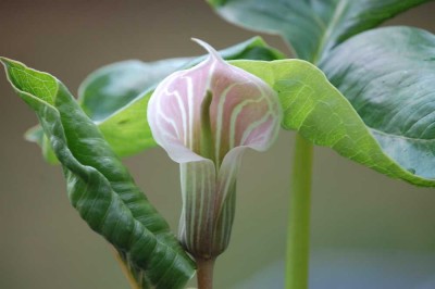 blüte02.jpg
