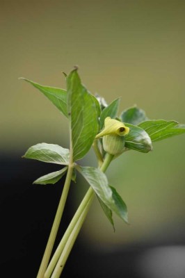 blüte01.jpg