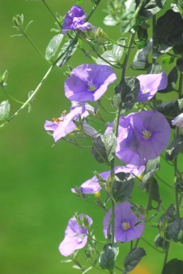 Sommerblumsches 049yy.jpg