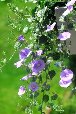 Sommerblumsches 048yy.jpg