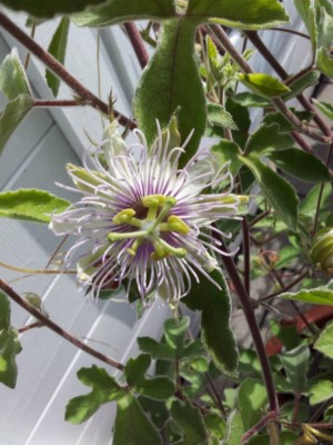 Passi foedita Blüte.jpg