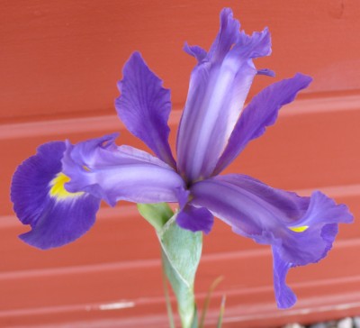 Iris5.jpg