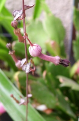 Ceropegia woodii.jpg