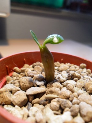 SAM_1380 Christmas Eve.JPG