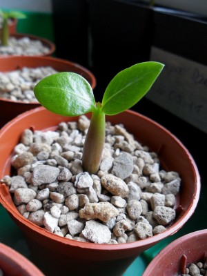 SAM_1378 Arabicum Mix.JPG