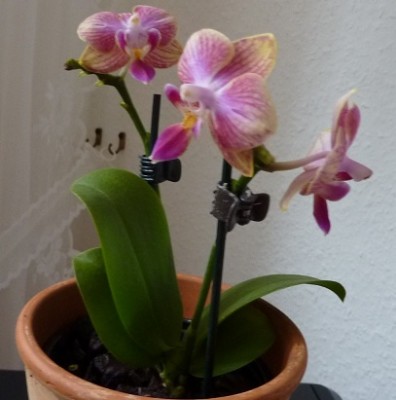 P1000535 (2).jpg
