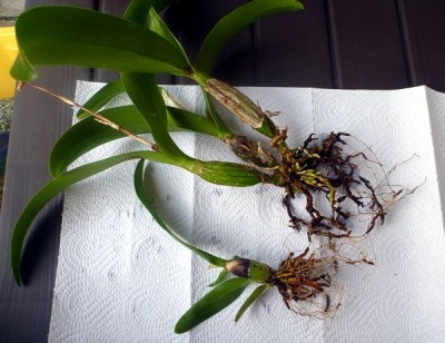 Cattleya02.jpg
