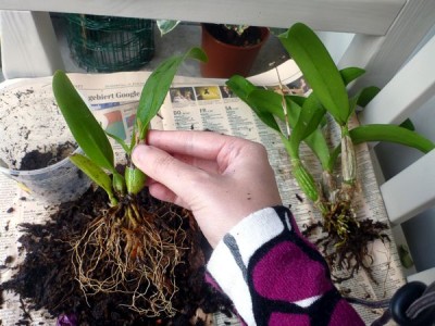 Cattleya01.jpg