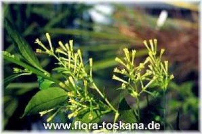 cestrum_nocturnum_-_dia.jpg