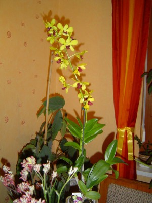 Dendrobium Juni 2010.jpg