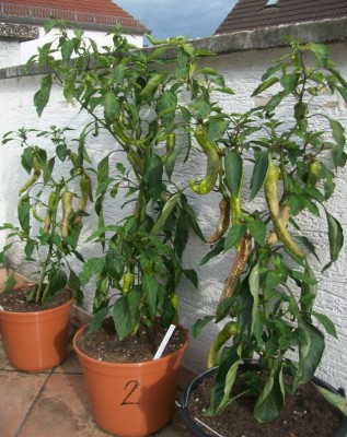 Chili_02.07.11_2.jpg
