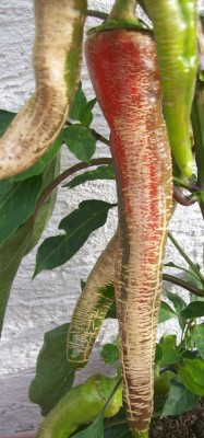 Chili_02.07.11.jpg