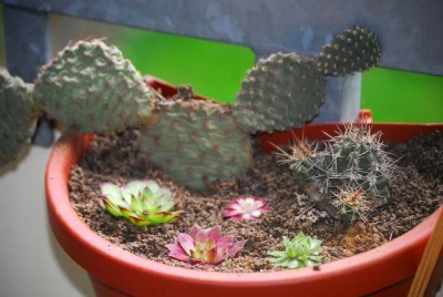 Sempervivum 007yy.jpg