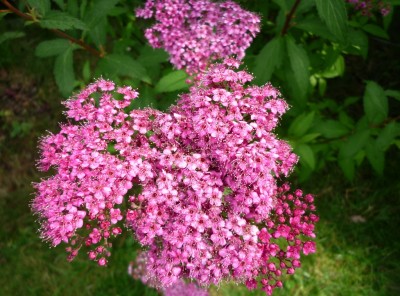 Spiraea japonica.JPG