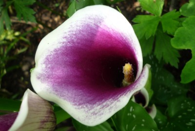 Calla lila-weiß.JPG