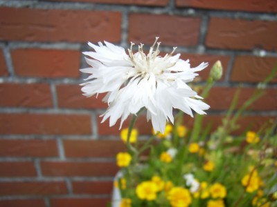 RIMG0112.JPG