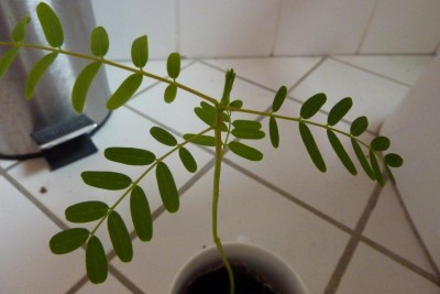 Papageienschnabel (1).JPG