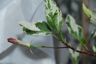 dsc_7291_pan_Hibiskus.jpg