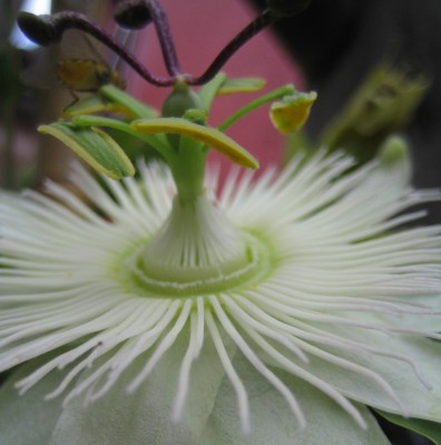 Bild green24 078.jpg