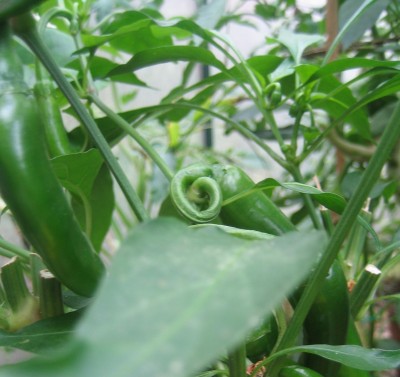 Bild green24 079.jpg
