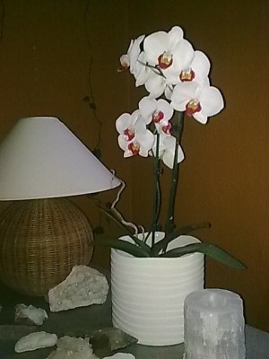 ..Phalenopsis.JPG