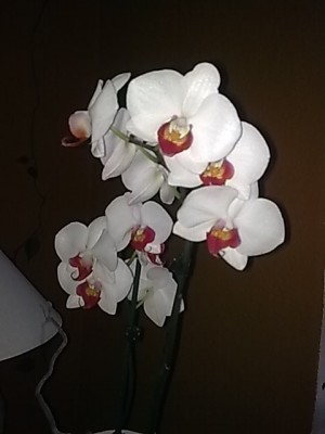 ..Phalenopsis...JPG