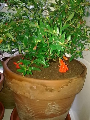 ..Granatapfel.JPG