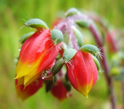 Echeveria setosa var. deminuta 2007-17 (1).jpg