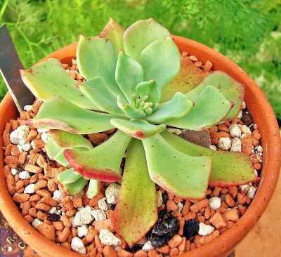 Echeveria setosa var. oteroi (5).jpg