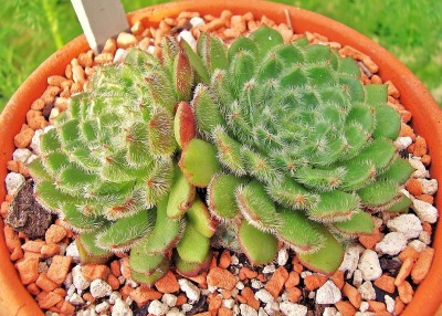 Echeveria setosa var. ciliata (5).jpg