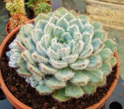 Echeveria setosa 2010-254 (1).jpg