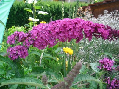 Sommerflieder.JPG
