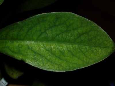 DSCI0037.JPG