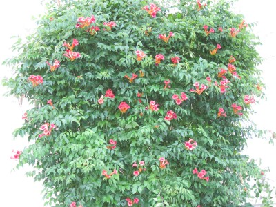 Tulpenblume Juni 2011 002.jpg