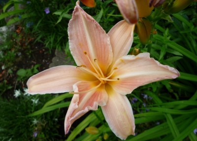 Taglilie v. Heinze.JPG