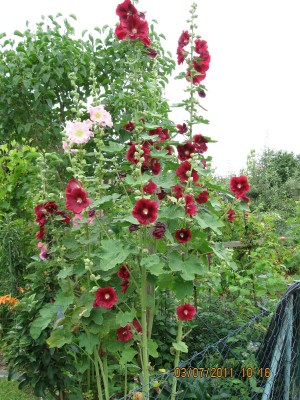 2011_6412.jpg