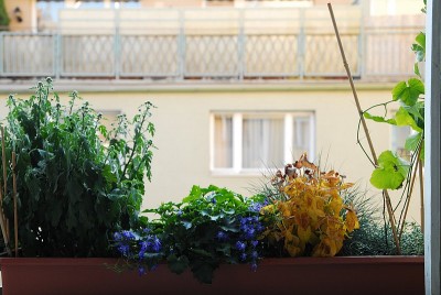 dsc_5490_WZ_Fenster.jpg