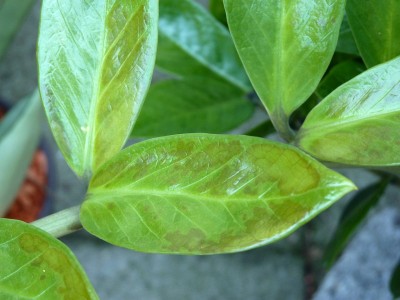 P1000876.JPG