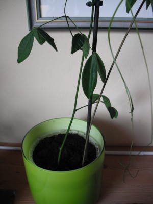 Entada gigas_2.jpg