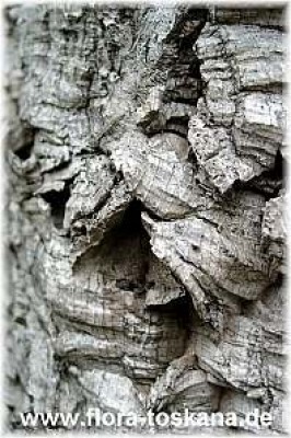 quercus_suber_rinde_-_digi.jpg