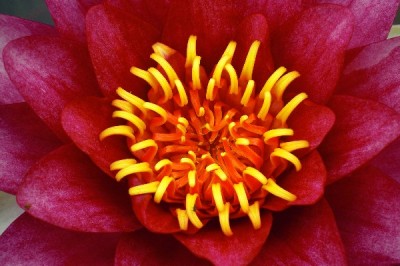 Seerose bei Roli - Makro_klein.jpg