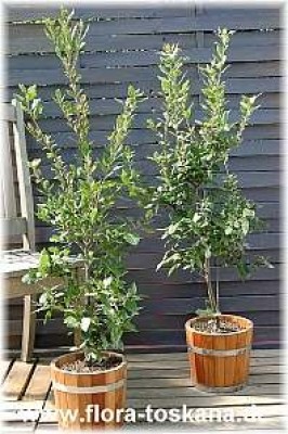 quercus_suber_2_-_digi.jpg