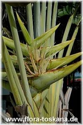 ravenala_madagascariensis_bluete_1_-_041106.jpg