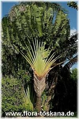 ravenala_madagascariensis_4_-_201006.jpg