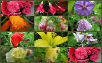 Blüten im Regen.JPG