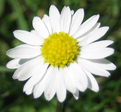 Bild green24 041.jpg